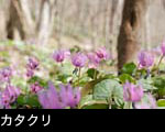 山野草 カタクリの花 画像 無料写真素材