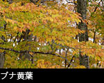 森林の紅葉黄葉、ブナの葉黄葉、無料写真素材