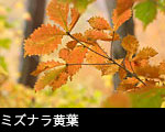 秋、森の紅葉、ミズナラの黄葉、無料写真素材