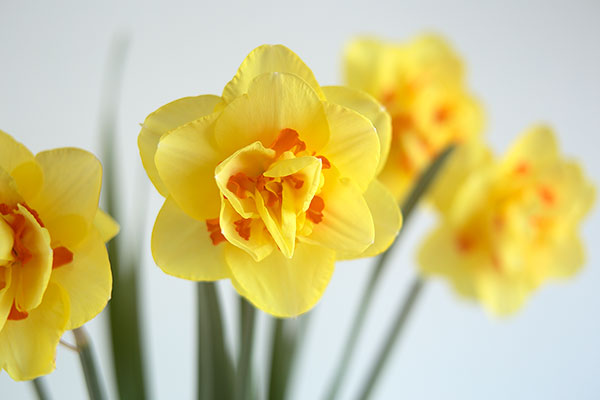 水仙の花 画像2 フリー写真素材