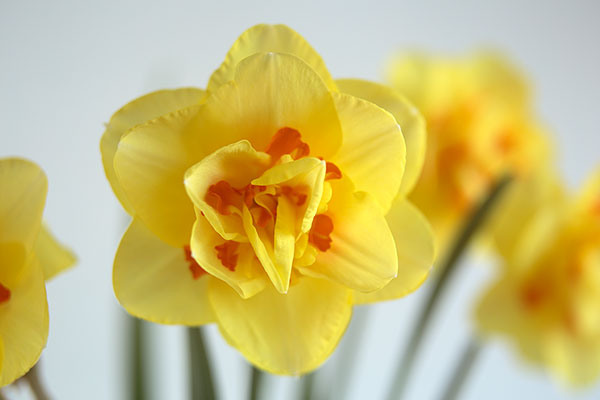 水仙の花　花のアップ　フリー画像3