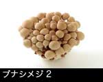 ブナシメジ(ぶなしめじ）2