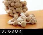 ブナシメジ(ぶなしめじ）4