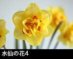 水仙の花4