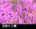 r5-8253　 芝桜と土筆