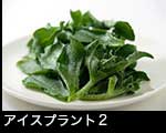 r5-8323　アイスプラント