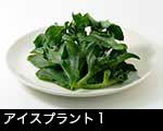 r5-8331 アイスプラント
