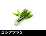 r5-8363コシアブラ　