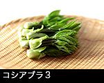 r5-8364コシアブラ　