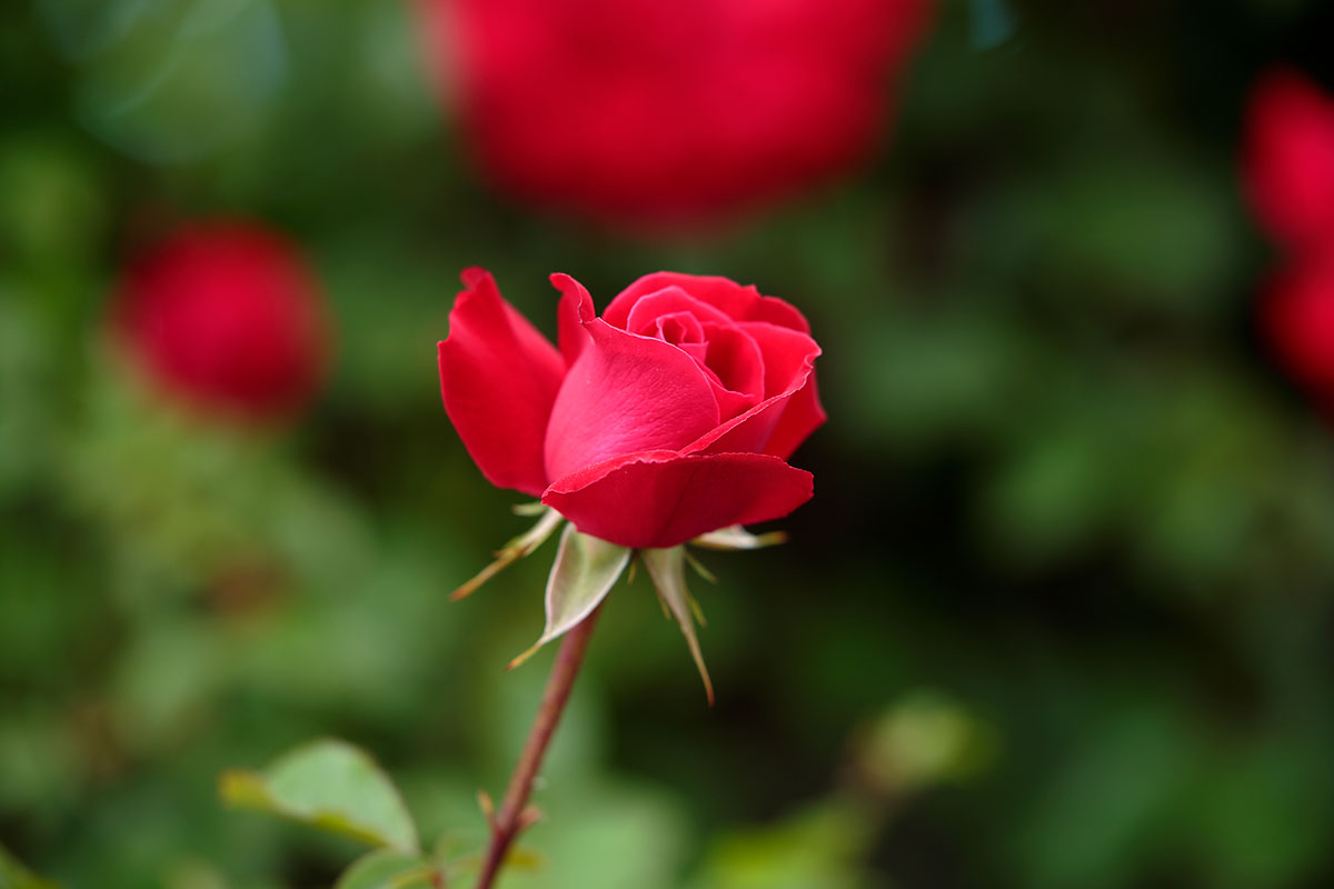 r6l-8452 バラの花 深紅 赤 