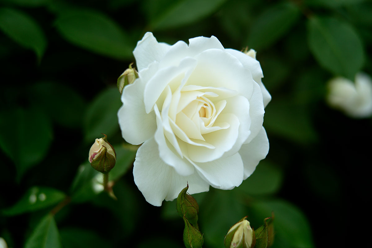 r6l-8583 バラの花