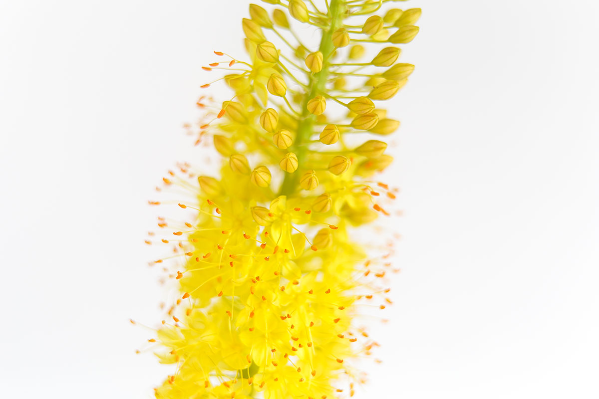 r6l-8719 花 アップ画像