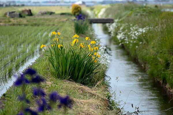 田植えが済んだ長閑な田園風景。点在して咲いている花蒲生を残して草刈りが済んだあぜ道。水量豊富な水路。