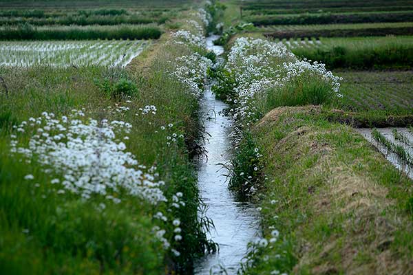 田植えが済んだ頃の田園風景。点在して咲いている野菊を残して草刈りが済んだあぜ道。水量豊富な水路。