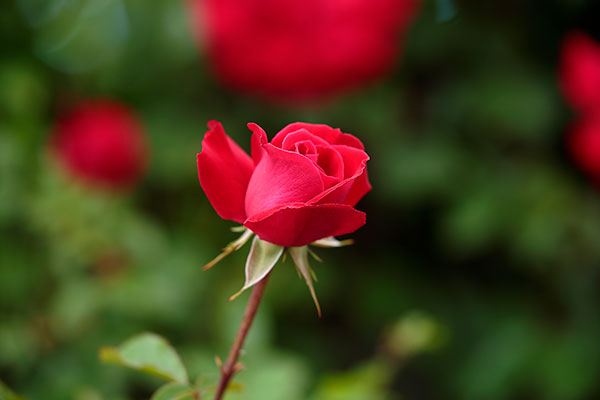 蕾みをメインに周囲の花と背後の濃い緑の葉はアウトフォーカス