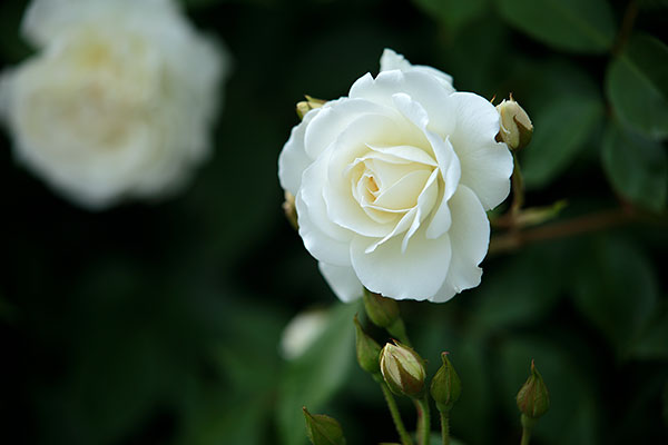 濃い緑の葉を背景に咲く白色の薔薇の花。