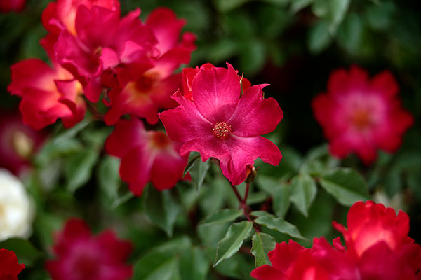 バラの花 一重咲き 赤（紅色）一輪にピントを合わせ背後の花と濃い緑の葉はアウトフォーカス。