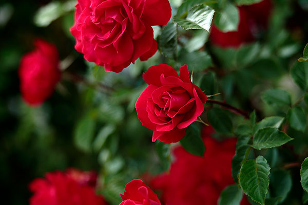 暗い緑の葉を背景に咲く深紅の薔薇の花一輪にピントを合わせ他はアウトフォーカス