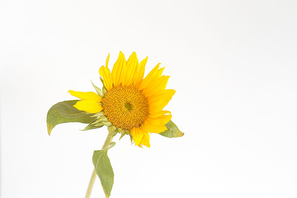 少し花びらが散った小さいヒマワリの花を余白を広く取って白い背景で撮影。夏の素材イメージ