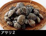 r6-8320 　アサリ貝　