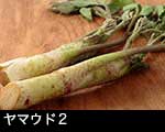 r5l-8383　ヤマウド