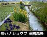 r6-8423　 ハナショウブ咲く田園風景