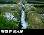 r6l-8435 野菊