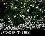 r6-8568　バラの生け垣　白　