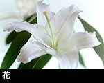r6-8701　 ユリの花