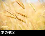 r6-8740　麦の穂