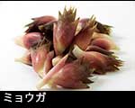 r7-9127　ミョウガ