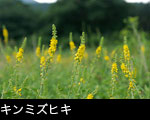 キンミズヒキ フリー写真素材 秋の山野草 画像