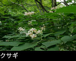 クサギ（臭木）森林山野の花 臭う木 フリー写真素材