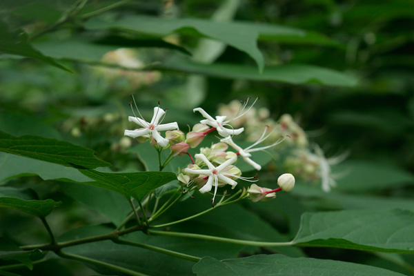 クサギ（臭木）山野の花　樹木白い花　フリー写真素材 　画像2