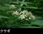 クサギ（臭木）森林の花 画像 無料写真素材