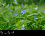 ツユクサ 花期7月8月 青い花 無料写真素材