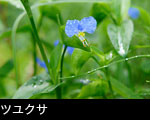 ツユクサの花 画像 写真 フリー素材