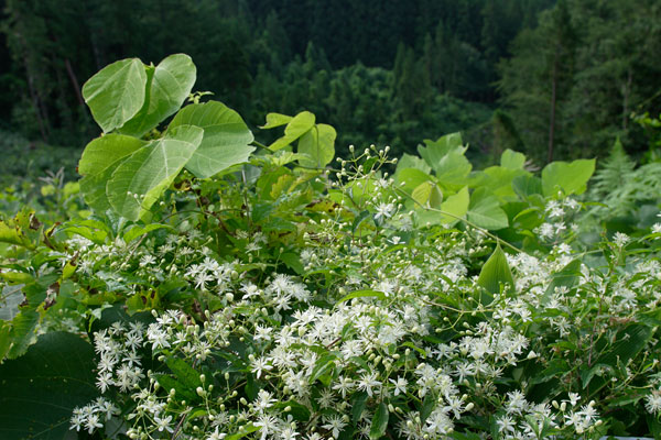 秋の山野草「センニンソウ」無料写真素材　画像1