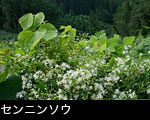 「センニンソウ」画像 山野草 無料写真素材フリー