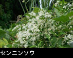 「センニンソウ」画像 山野草 無料写真素材フリー