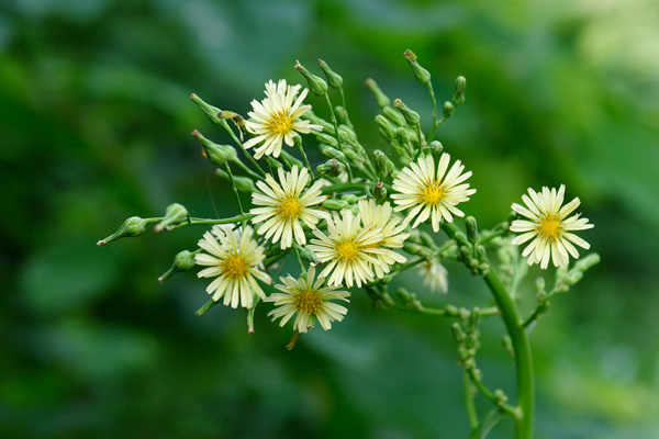 アキノノゲシ 花 里山野原 秋の草花 淡い黄色の2センチ程の花 草丈大型 無料写真素材　画像1
