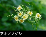 秋の森、山野に咲く黄色い草花、秋の山野草「アキノノゲシ」