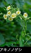 秋の森、山野に咲く黄色い草花、秋の山野草「アキノノゲシ」