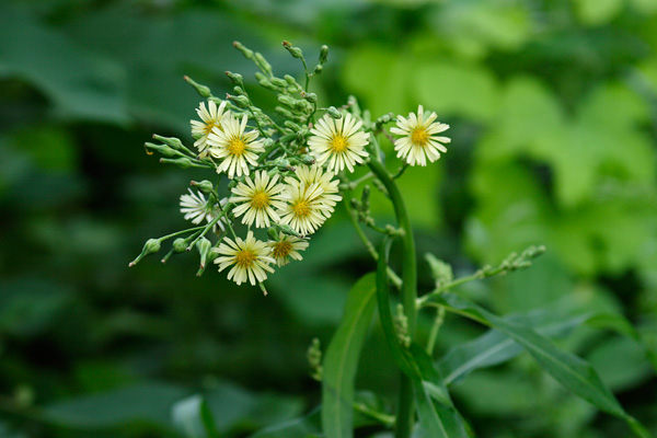 アキノノゲシ　晩秋 野山で咲く淡い黄色の小菊　フリー写真素材　画像3