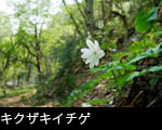 キクザキイチゲ 、キクザキイチリンソウ、無料写真素材