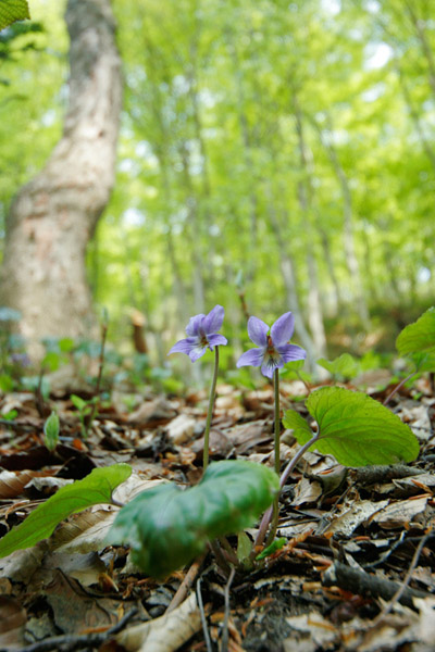 スミレの花 花言葉は小さな幸せ 画像3　フリー写真素材