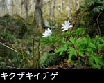無料写真素材ストックフォト「キクザキイチゲ」