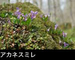 アカネスミレ 画像 写真