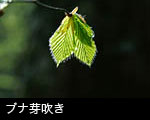 ブナの葉 芽吹き