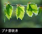 芽吹き 若葉の森 ブナの葉 芽吹き